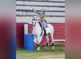 PRE, Caballo castrado, 11 años, 157 cm, Tordo