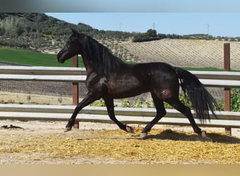 PRE, Caballo castrado, 11 años, 158 cm, Negro