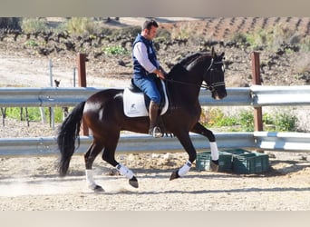 PRE, Caballo castrado, 11 años, 158 cm, Negro