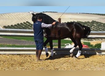 PRE, Caballo castrado, 11 años, 158 cm, Negro