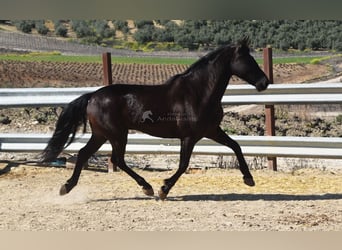 PRE, Caballo castrado, 11 años, 158 cm, Negro