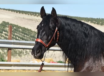 PRE, Caballo castrado, 11 años, 158 cm, Negro