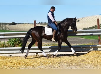 PRE, Caballo castrado, 11 años, 158 cm, Negro