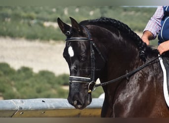 PRE, Caballo castrado, 11 años, 158 cm, Negro