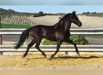 PRE, Caballo castrado, 11 años, 158 cm, Negro