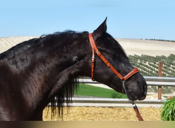 PRE, Caballo castrado, 11 años, 158 cm, Negro