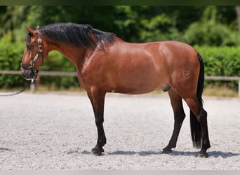 PRE Mestizo, Caballo castrado, 11 años, 160 cm, Castaño