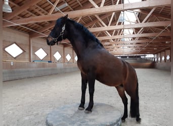 PRE Mestizo, Caballo castrado, 11 años, 160 cm, Castaño oscuro