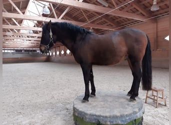 PRE Mestizo, Caballo castrado, 11 años, 160 cm, Castaño oscuro