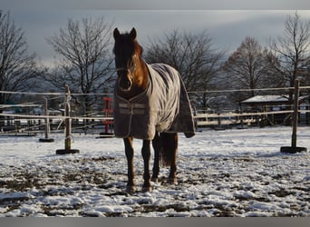 PRE Mestizo, Caballo castrado, 11 años, 160 cm, Castaño oscuro