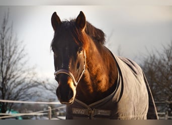 PRE Mestizo, Caballo castrado, 11 años, 160 cm, Castaño oscuro