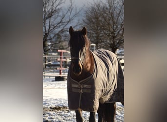 PRE Mestizo, Caballo castrado, 11 años, 160 cm, Castaño oscuro