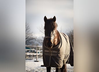 PRE Mestizo, Caballo castrado, 11 años, 160 cm, Castaño oscuro