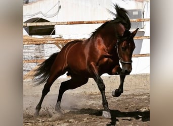 PRE, Caballo castrado, 11 años, 162 cm, Castaño