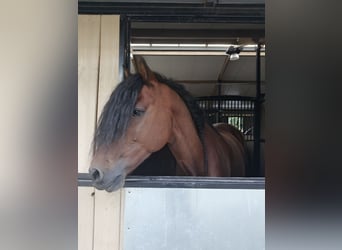 PRE Mestizo, Caballo castrado, 11 años, 162 cm, Castaño
