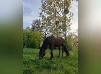 PRE Mestizo, Caballo castrado, 11 años, 162 cm, Castaño