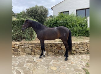 PRE Mestizo, Caballo castrado, 11 años, 162 cm, Castaño oscuro