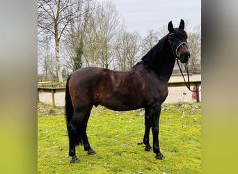 PRE Mestizo, Caballo castrado, 11 años, 162 cm, Castaño oscuro