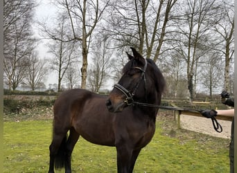 PRE Mestizo, Caballo castrado, 11 años, 162 cm, Castaño oscuro