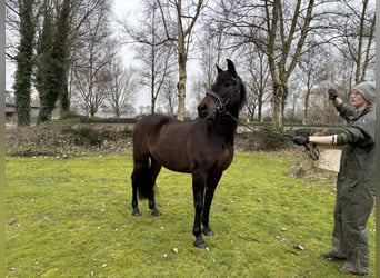 PRE Mestizo, Caballo castrado, 11 años, 162 cm, Castaño oscuro