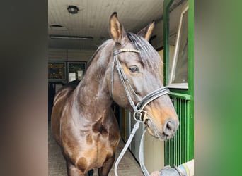 PRE Mestizo, Caballo castrado, 11 años, 162 cm, Castaño oscuro