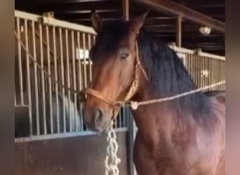 PRE Mestizo, Caballo castrado, 11 años, 162 cm, Castaño rojizo