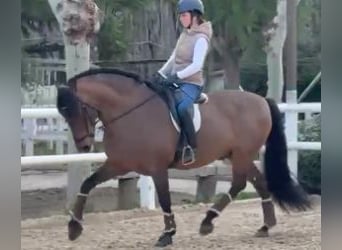 PRE Mestizo, Caballo castrado, 11 años, 162 cm, Castaño rojizo