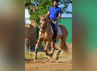 PRE Mestizo, Caballo castrado, 11 años, 162 cm, Palomino