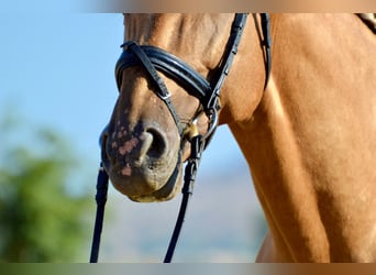 PRE Mestizo, Caballo castrado, 11 años, 162 cm, Palomino