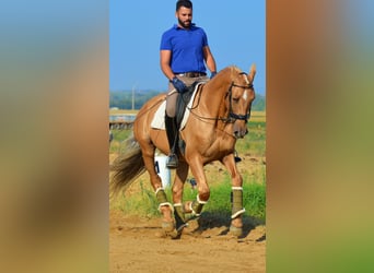 PRE Mestizo, Caballo castrado, 11 años, 162 cm, Palomino