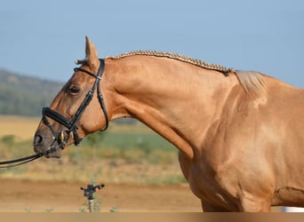 PRE Mestizo, Caballo castrado, 11 años, 162 cm, Palomino