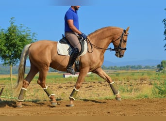 PRE Mestizo, Caballo castrado, 11 años, 162 cm, Palomino