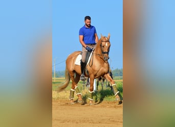 PRE Mestizo, Caballo castrado, 11 años, 162 cm, Palomino