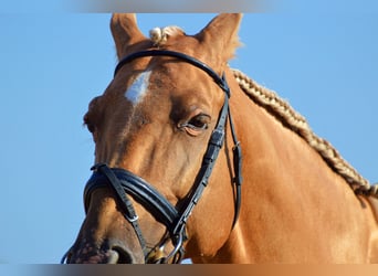 PRE Mestizo, Caballo castrado, 11 años, 162 cm, Palomino