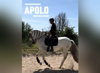 PRE Mestizo, Caballo castrado, 11 años, 162 cm, Tordo