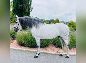 PRE Mestizo, Caballo castrado, 11 años, 162 cm, Tordo