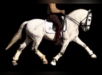 PRE Mestizo, Caballo castrado, 11 años, 162 cm, Tordo rodado