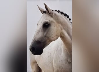 PRE, Caballo castrado, 11 años, 163 cm, Tordo