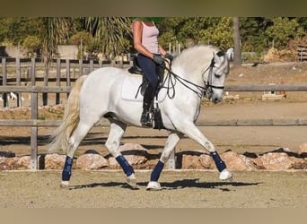 PRE Mestizo, Caballo castrado, 11 años, 163 cm, Tordo