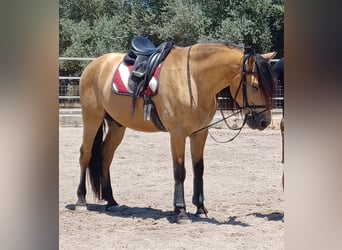 PRE Mestizo, Caballo castrado, 11 años, 165 cm, Buckskin/Bayo