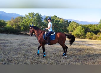 PRE Mestizo, Caballo castrado, 11 años, 165 cm, Castaño