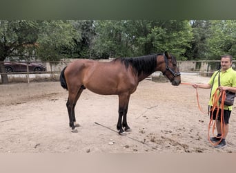 PRE Mestizo, Caballo castrado, 11 años, 165 cm, Castaño