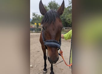 PRE Mestizo, Caballo castrado, 11 años, 165 cm, Castaño