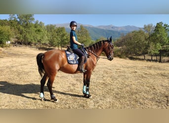 PRE Mestizo, Caballo castrado, 11 años, 165 cm, Castaño