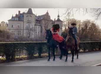 PRE Mestizo, Caballo castrado, 11 años, 165 cm, Castaño