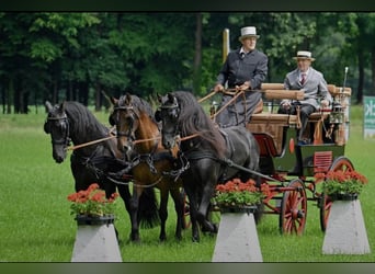 PRE Mestizo, Caballo castrado, 11 años, 165 cm, Castaño