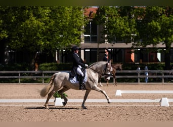 PRE Mestizo, Caballo castrado, 11 años, 165 cm, Cremello