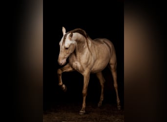 PRE Mestizo, Caballo castrado, 11 años, 165 cm, Cremello