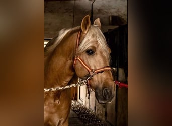 PRE Mestizo, Caballo castrado, 11 años, 165 cm, Palomino