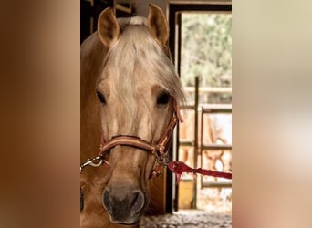 PRE Mestizo, Caballo castrado, 11 años, 165 cm, Palomino